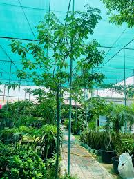 جاتروفا — Jatropha