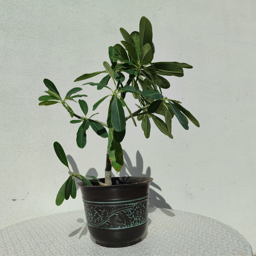 ياسمين هندي (بلوميريا) — Yasmeen Hindi (Plumeria)
