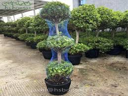 فيكس باندا 3 رؤوس — Panda Ficus 3 Head