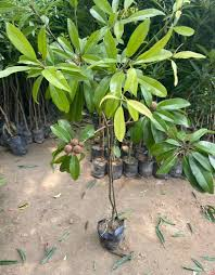 شيكو مطعّم — Chikoo Grafted (Sapodilla)