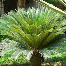 نخيل الكانا (سيكس) — Kana Palm (Cycas)